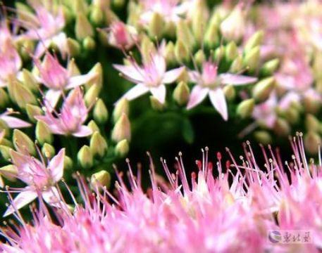 Rhodiola Rosea P.E.